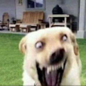 Meet your Posher, Leyla